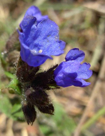 pulmonaire officinale